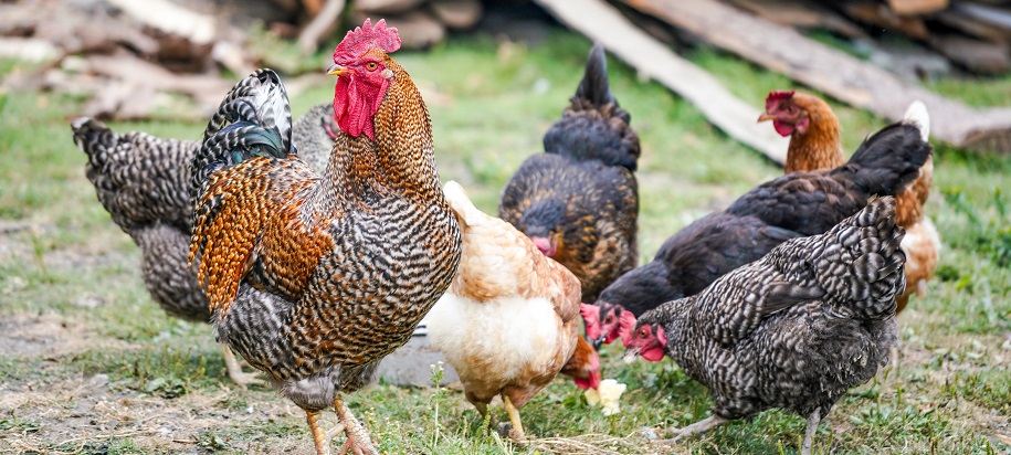 Tips To Take Care Of A Poultry Farm
